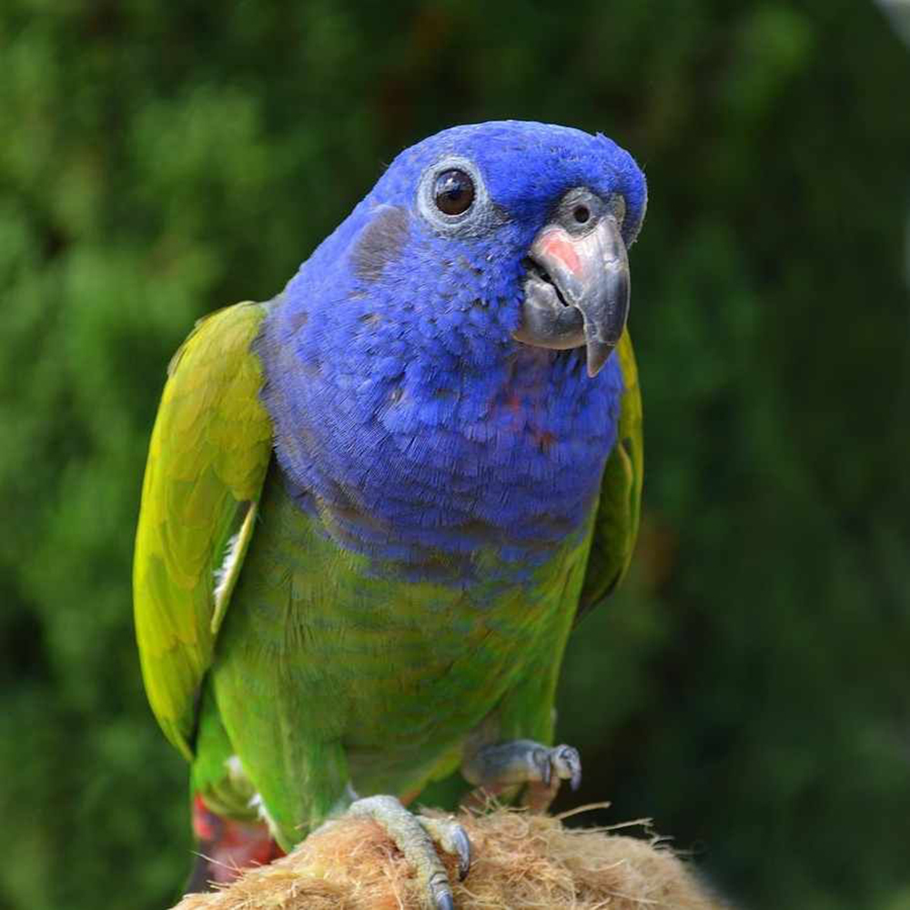 Синеголовый. Pionus menstruus. Синеголовый Пионус. Красногузый попугай. Синеголовый попугай.