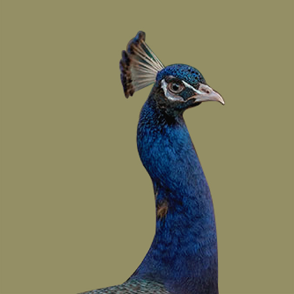 Pavo-Real-Violeta