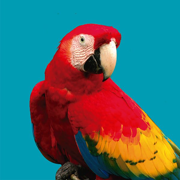 guacamayo macao