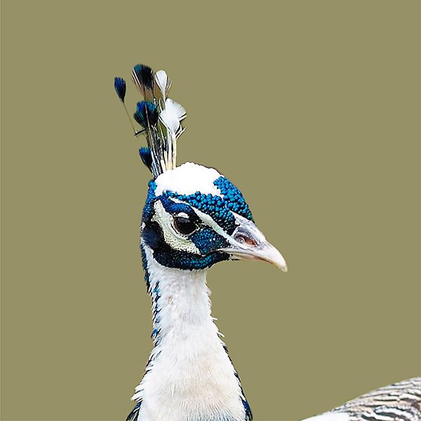 pavo arlequin