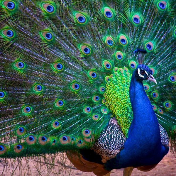 Pavo Real Común | Mundo Aves